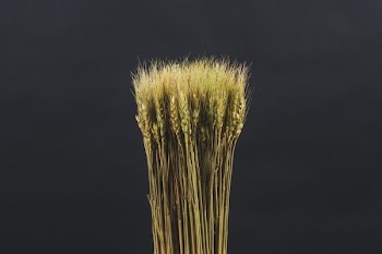 Wheat Grain Bundle