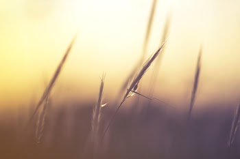 Wheat Grass