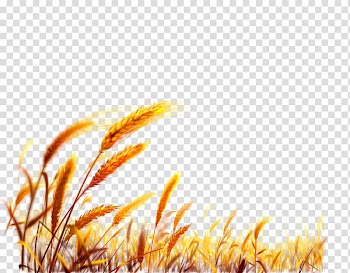 Wheat grass , Wheat Desktop Harvest, Chinese wheat transparent background PNG clipart