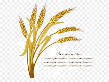 Wheat Harvest Crop - Golden wheat vector 