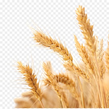 Wheat Harvest Crop - wheat 