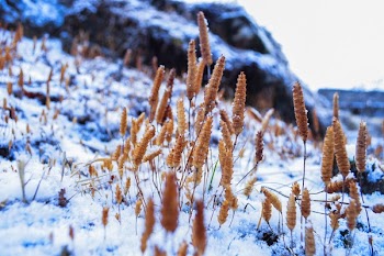 Wheat Plant Cover by Snow