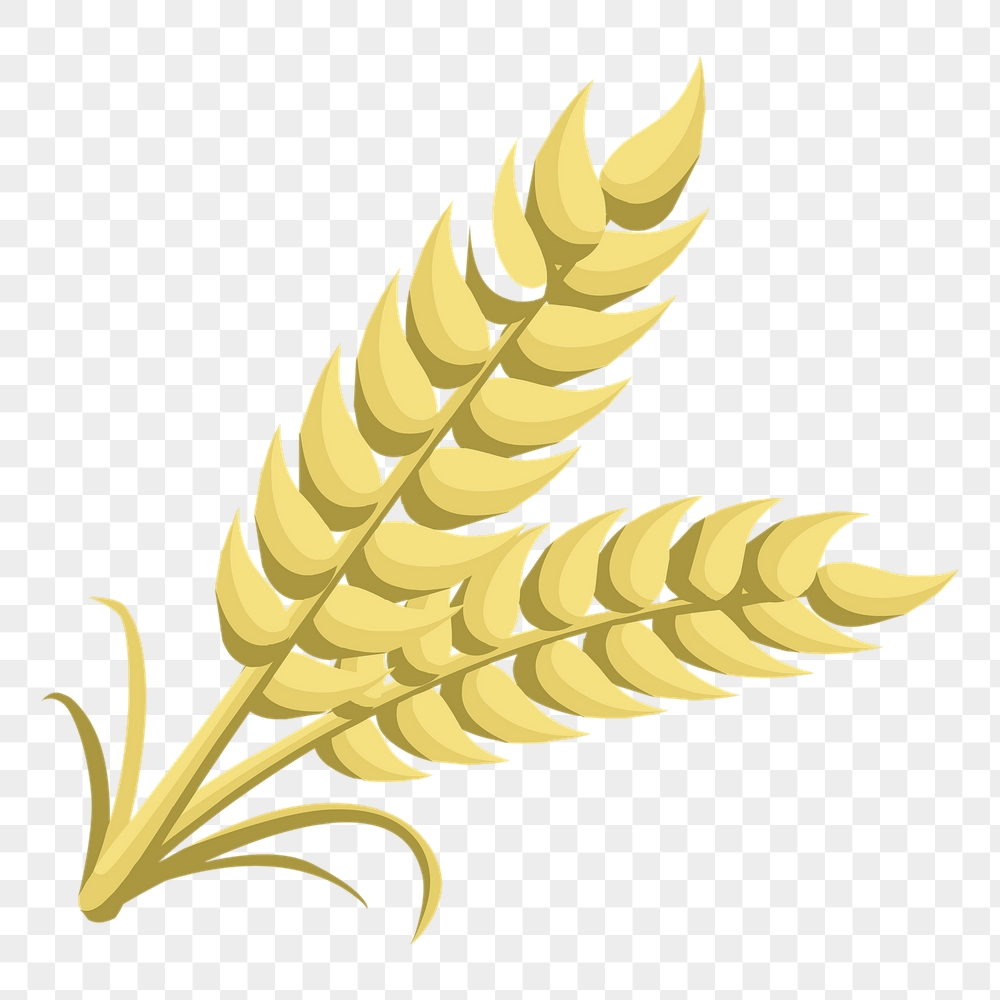 Wheat png sticker food illustration, | Free PNG - rawpixel