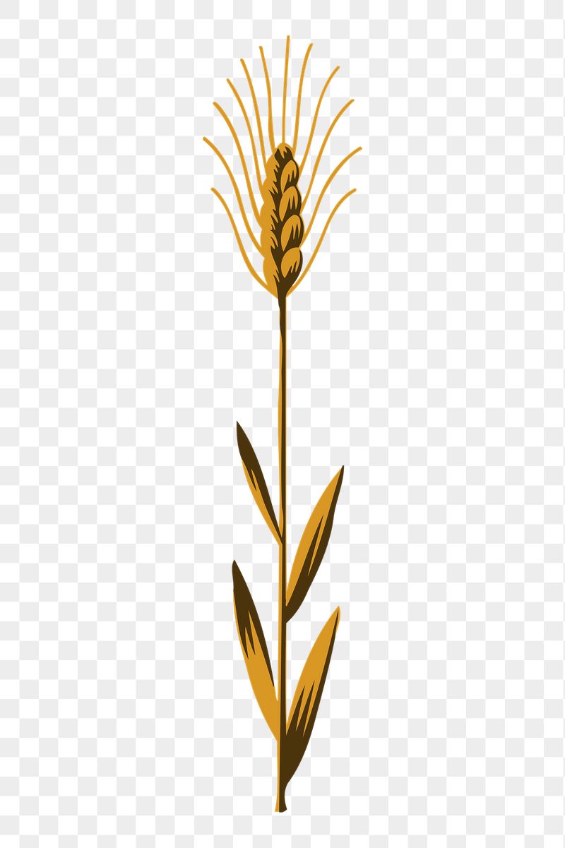 Wheat png sticker, vintage plant | Free PNG - rawpixel