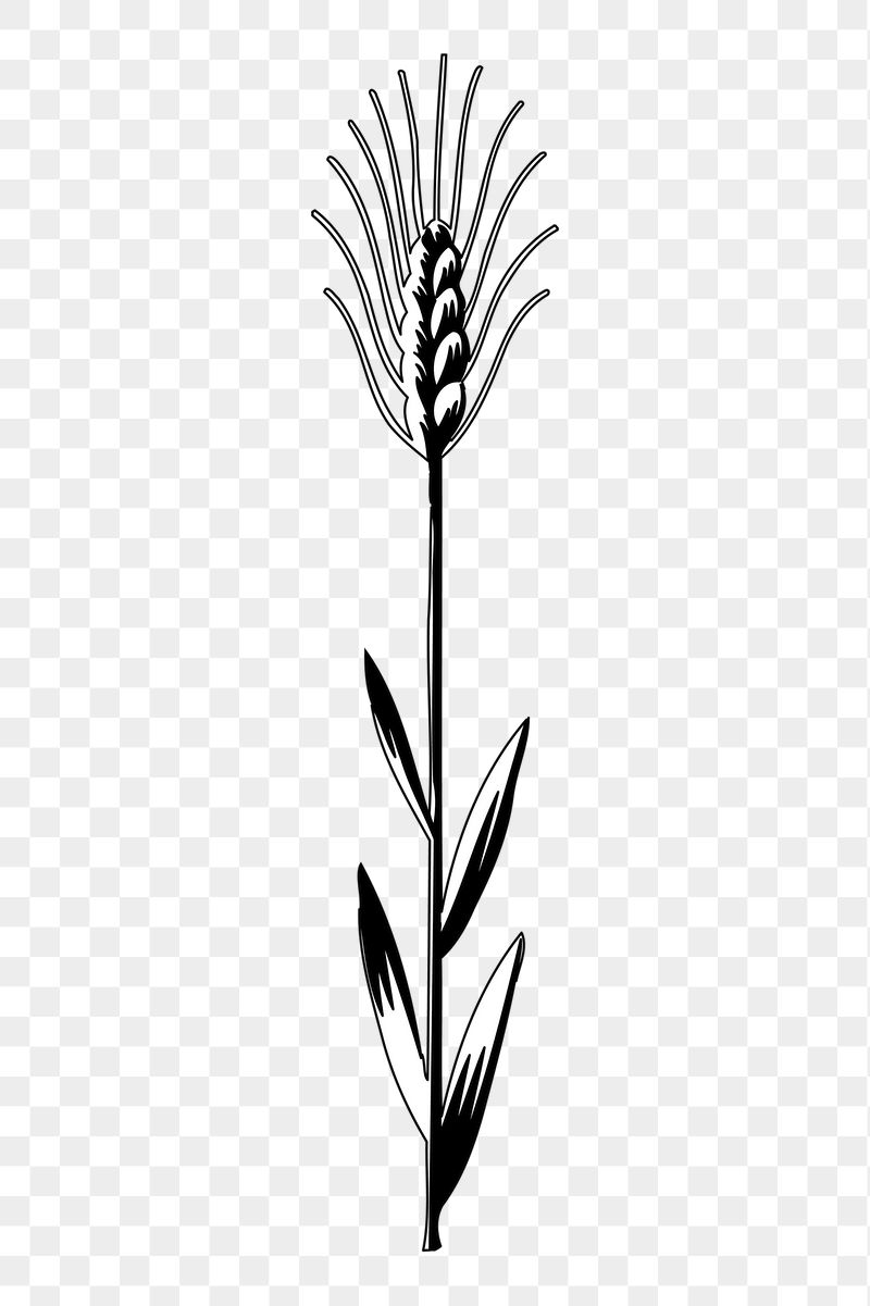 Wheat png sticker, vintage plant | Free PNG - rawpixel