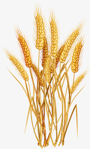 Wheat Png, Vectors, PSD, and Clipart for Free Download | Pngtree