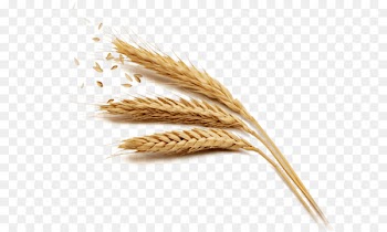 Wheat Rice Harvest - Golden wheat 