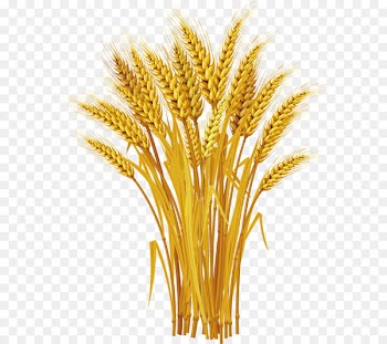 Wheat Royalty-free Ear Clip art - Yellow wheat harvest 