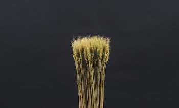 Wheat Sheaf In A Bunch