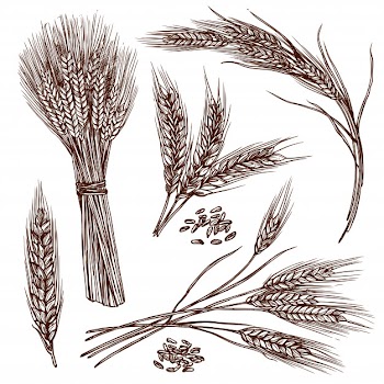 Wheat sketch set Free Vector