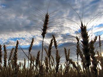 wheat___sky.jpg