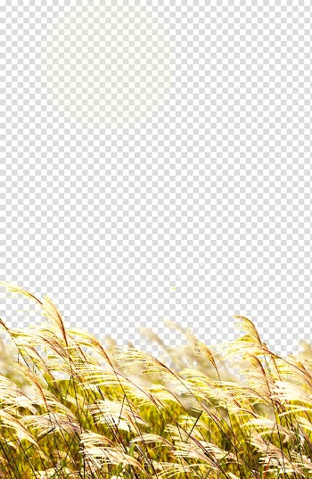Wheat Straw, Rice transparent background PNG clipart