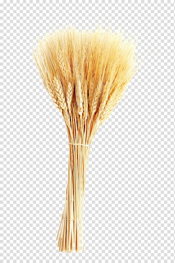 Wheat transparent background PNG clipart