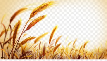 Wheat Wallpaper - Beautiful golden wheat field 