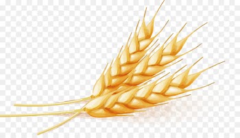 Wheat - Wheat Vector 