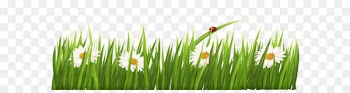 Wheatgrass Meadow Commodity Computer Wallpaper - White Flowers with Grass Transparent PNG Clipart 