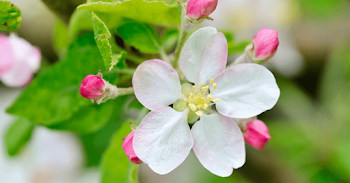 When Do Apple Trees Bloom? Everything You Need to Know