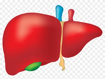 When We Assess A Patient With Viral Hepatitis We Look - Liver Png