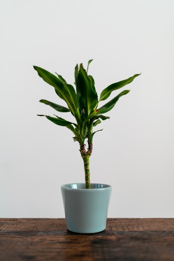 While working, I felt really inspired by the plant on my desk. I decided to take a few shots of it.
