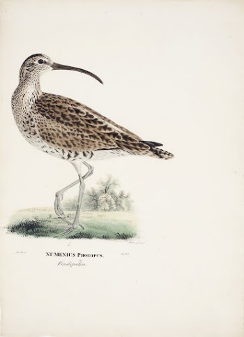 Whimbrel, 1828 - 1838, Magnus | Free Photo - rawpixel