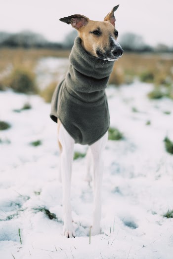 Whippet wardrobe