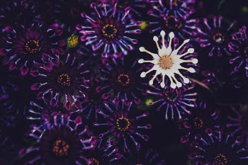 Whirligig flowers, also known as: Osteospermum, African Daisy or Cape Daisy. 