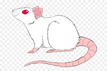 Whiskers, Cat, Computer Mouse, Tail, Mouse PNG