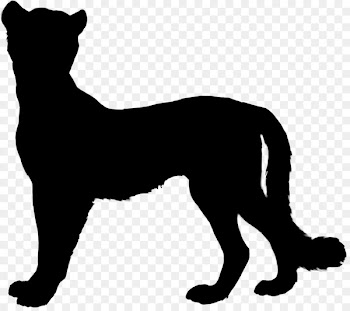 Whiskers Cat Dog breed Snout -  