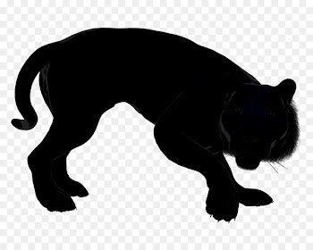 Whiskers Cat Dog breed Snout - obe icon 