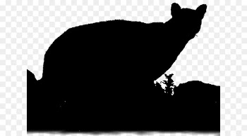 Whiskers Cat Dog Canidae Mammal -  