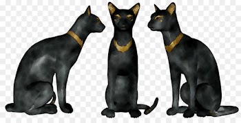 Whiskers Cat Dog Mammal Canidae -  