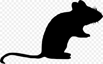Whiskers Cat Rat Dog Mammal -  