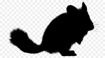 Whiskers Cat Rat Dog Squirrel -  