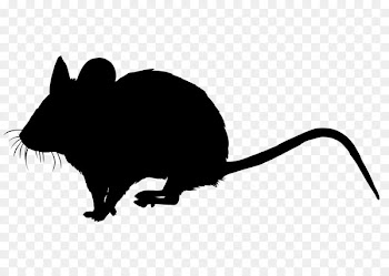 Whiskers Computer mouse Clip art Snout Fauna -  