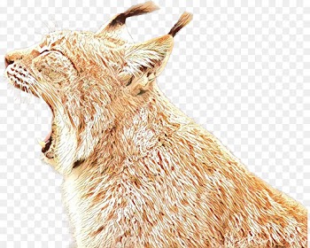 Whiskers, Coyote, Cat, Berger Picard, Canidae PNG