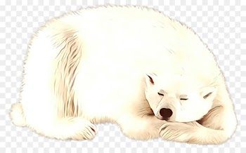 Whiskers, Dog, Polar Bear, Bear PNG
