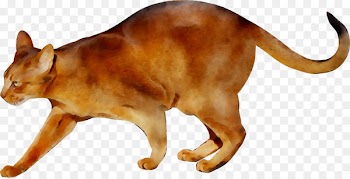 Whiskers Domestic short-haired cat Myanmar Snout -  