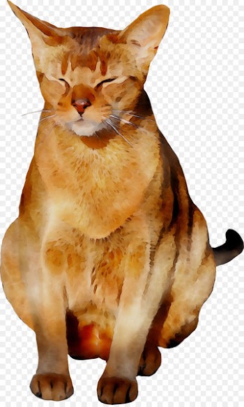 Whiskers Domestic short-haired cat Tabby cat Myanmar -  