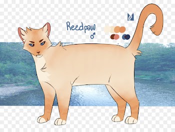Whiskers Domestic short-haired cat Wildcat Dog - cat 