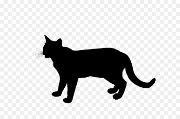 Whiskers, Manx Cat, Domestic Shorthaired Cat, Cat, Mammal PNG