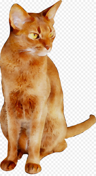 Whiskers Myanmar Domestic short-haired cat Paw -  