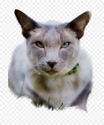 Whiskers, Oriental Shorthair, Siamese Cat, Cat, Mammal PNG