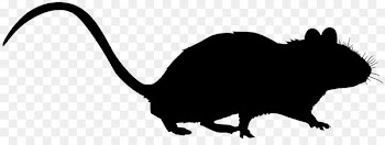 Whiskers, Rat, Cat, Muridae, Rodent PNG