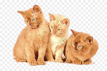 Whiskers, Siamese Cat, Cat Tree, Cat, Mammal PNG
