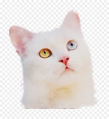 Whiskers, Turkish Van, Domestic Shorthaired Cat, Cat, White PNG