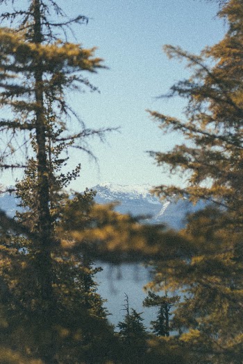 whistler mountains and trees.

please consider following me on insta (:
https://instagram.com/odgkno
