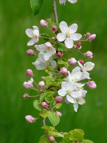 White 5 Petal Flower