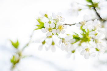 White 5-petaled Flower in Close-up Photography