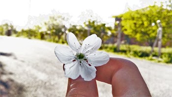 White 6-petaled Flower on Person's Hand