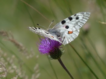 White Ad Black Butterfly Perching on Purple Petal Fower